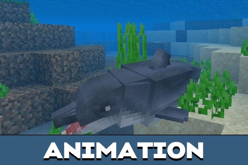 Dolphins 2