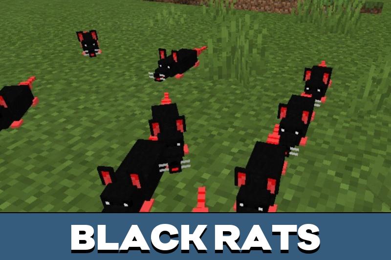 Rat 2