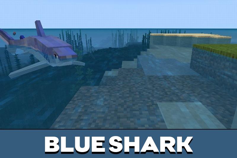 Shark 3
