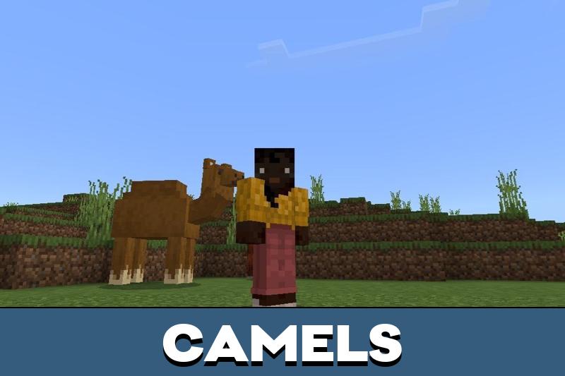 Horse Sport 4