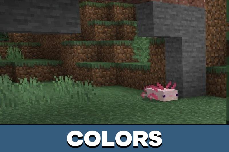 Axolotl 5