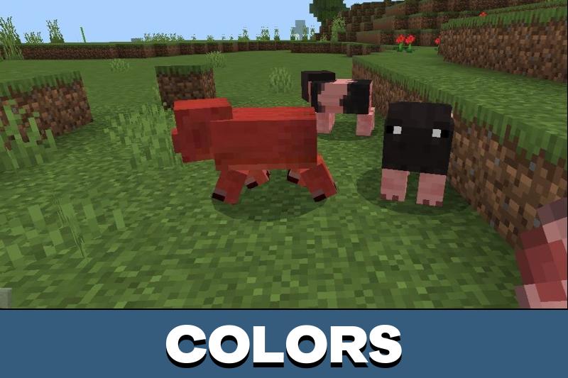 Pig 5