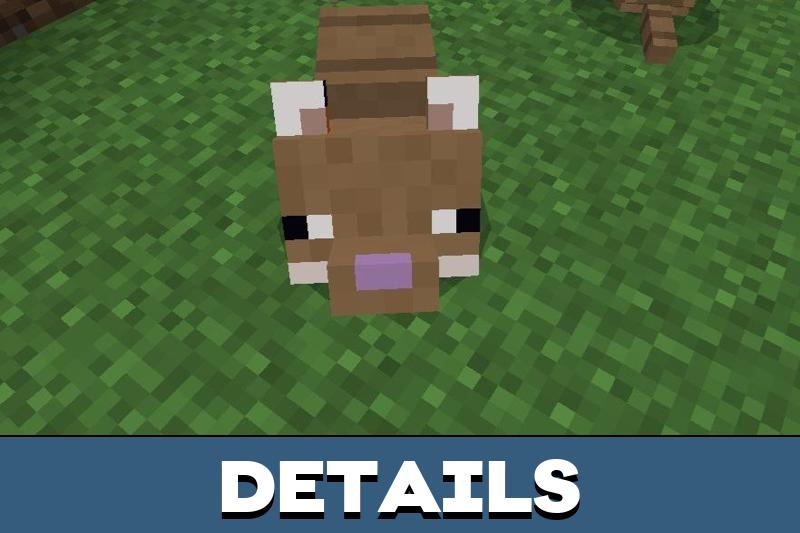 Armadillo 6