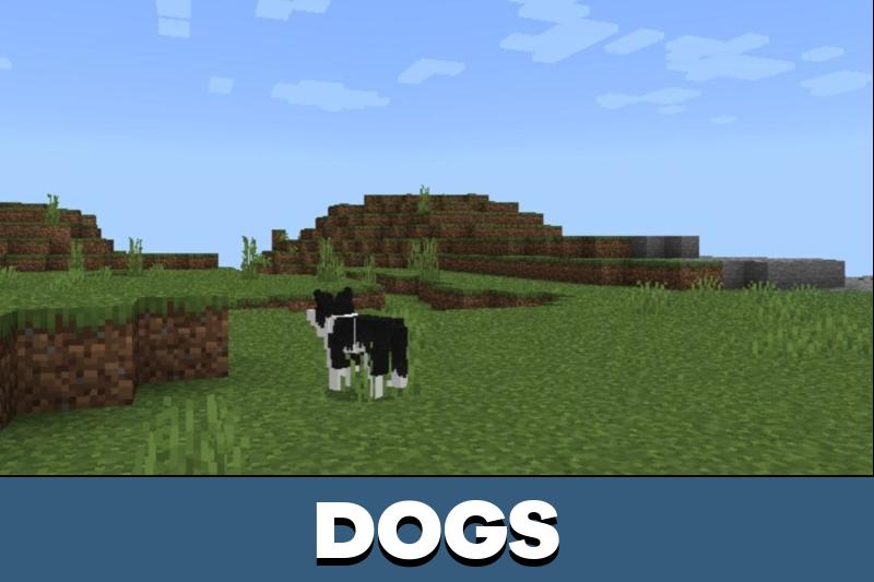 Horse 4