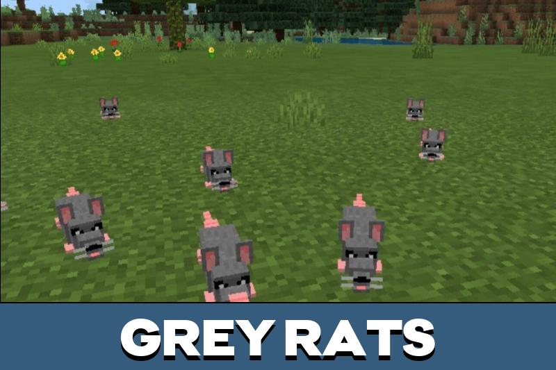 Rat 3