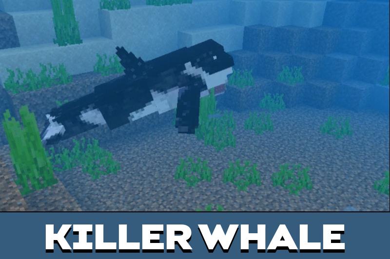 Whale 3