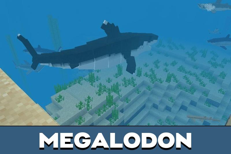 Shark 1
