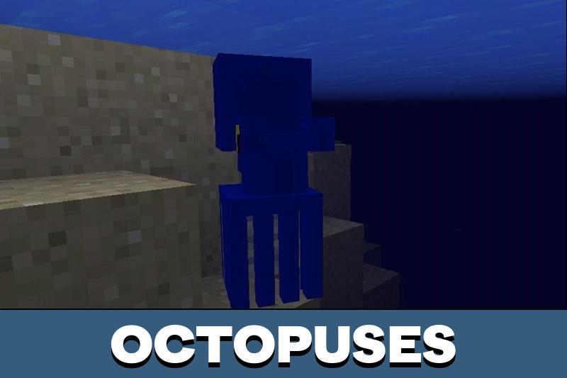 Octopus 1