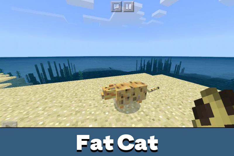 Cat 2