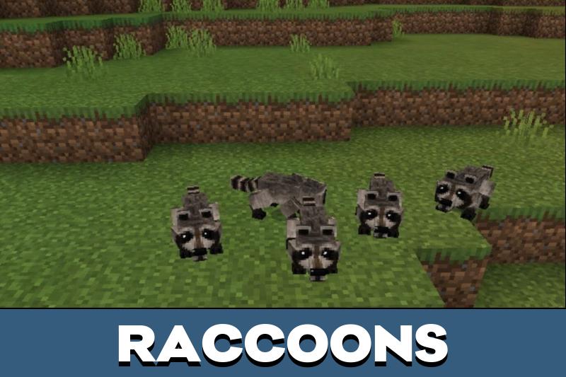 Rat 5