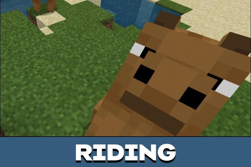 Camel 4