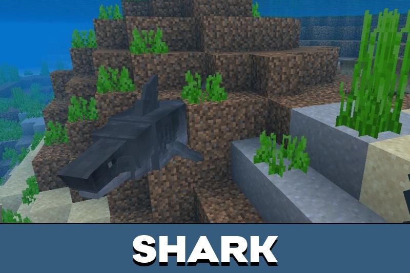 Dolphins 4