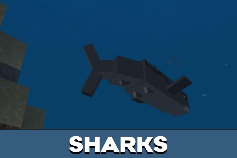 Whale 1