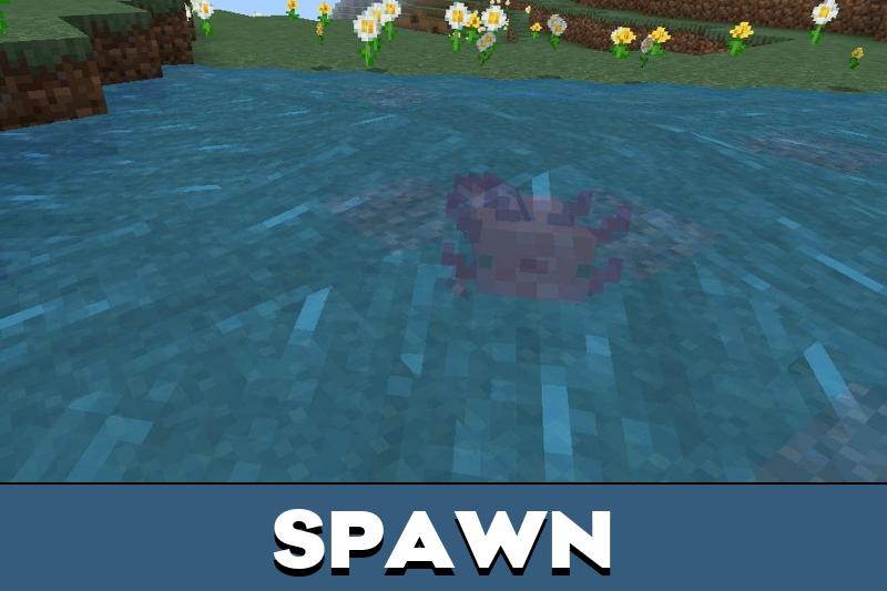 Axolotl 1
