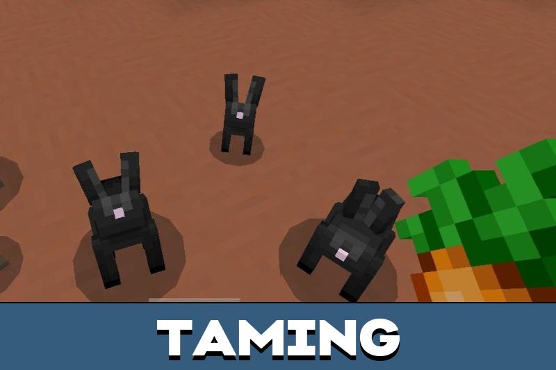Rabbit 1