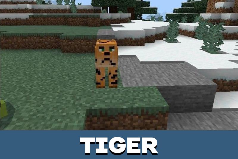 Lion 3