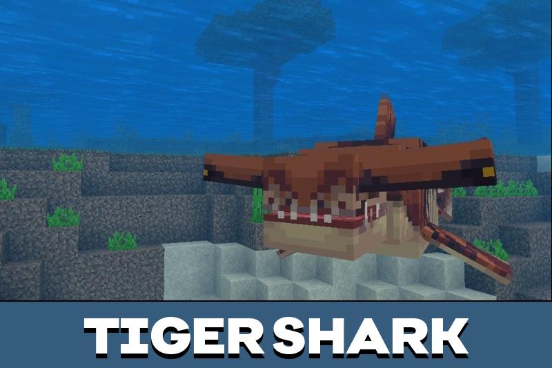 Shark 6