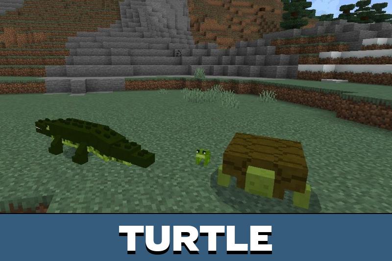 Pet 1