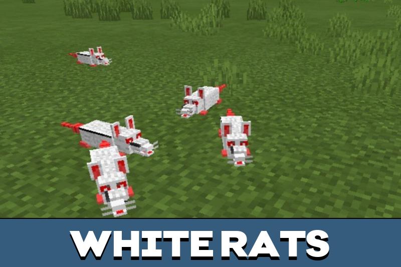 Rat 1
